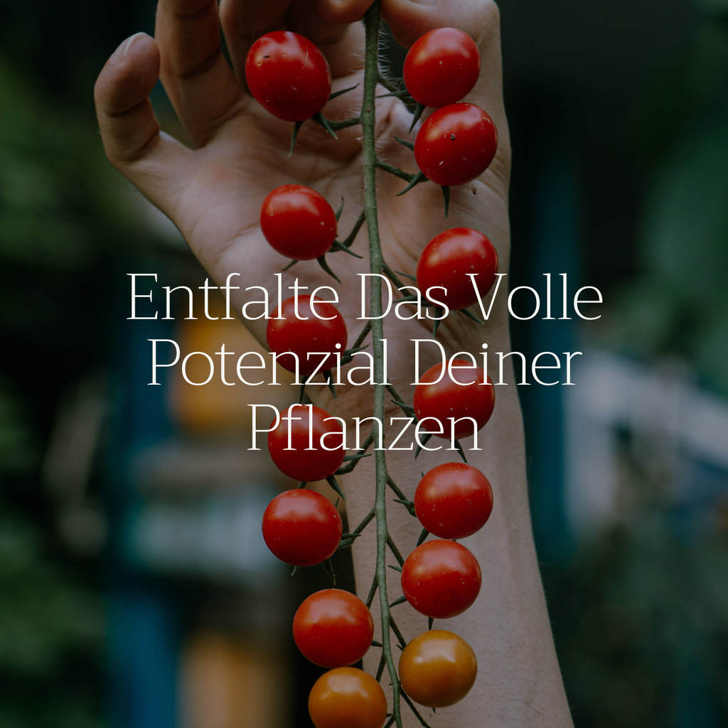 Basaltkraft | Balkon & Kamerplanten | 600g